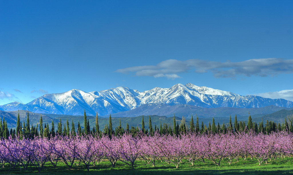 Blanc sur Rose - Couleur des Pyrénées Orientales en mars...