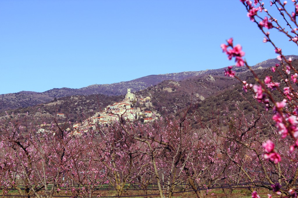 pêchers en fleur à Eus (66)