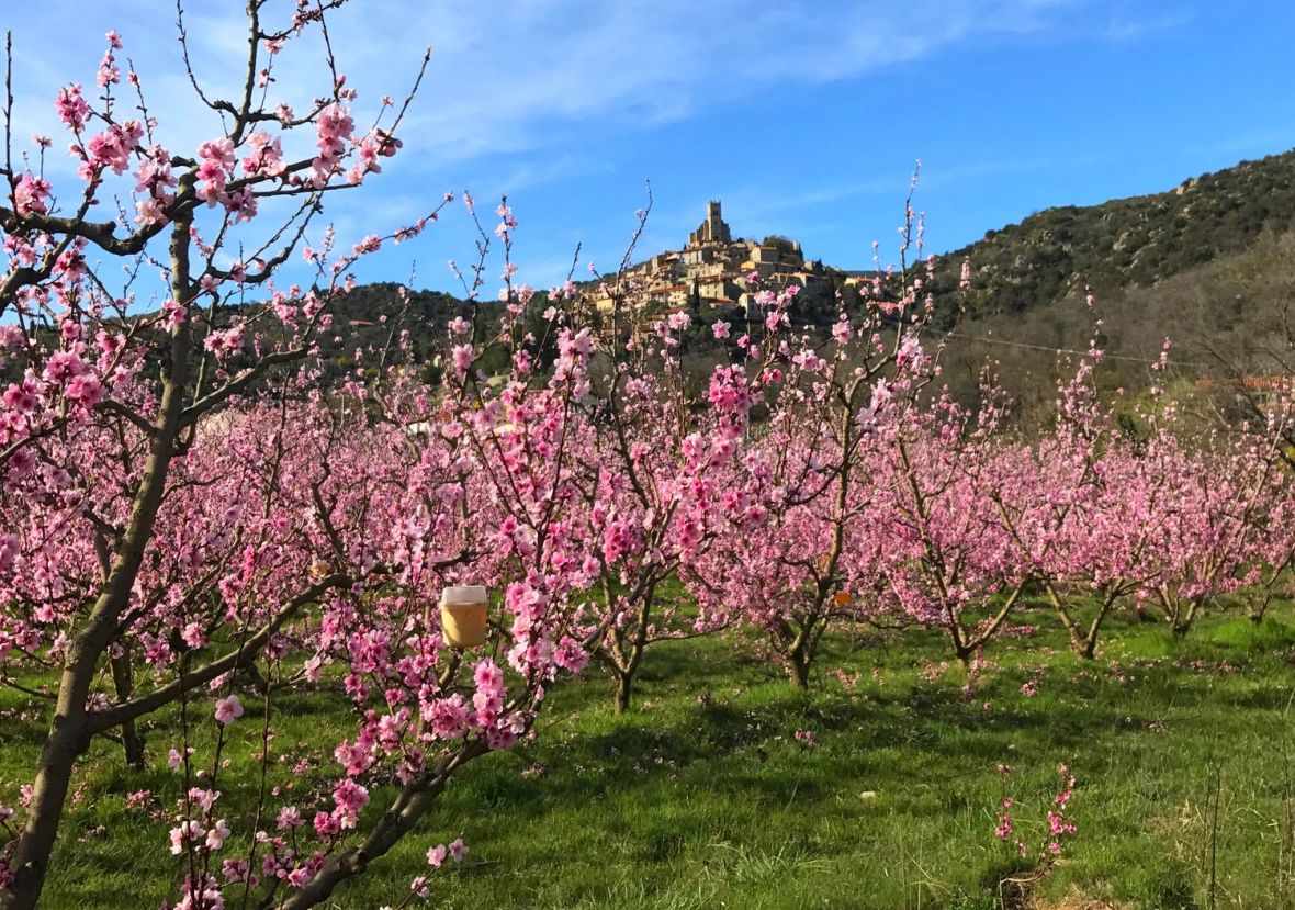 Eus pechers en fleur