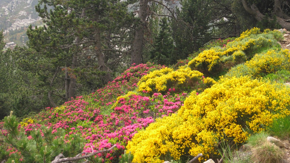 Flore pyreneenne
