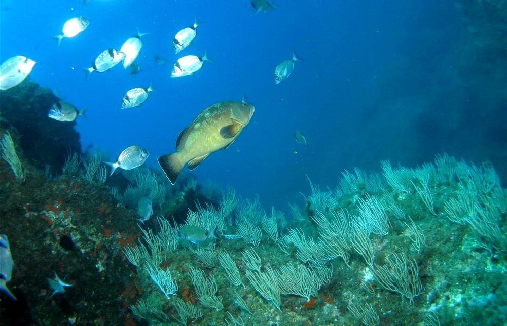 gite reserve marine Banyuls