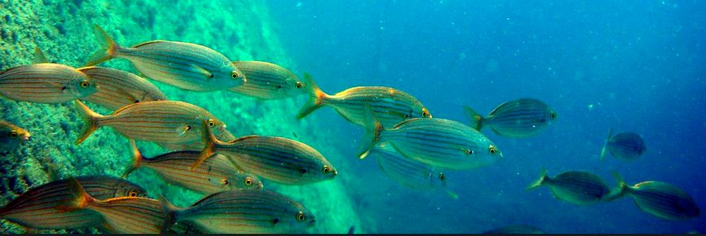 parcours plongée parc natuel marin