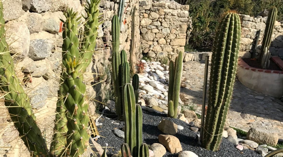 Jardin aride de Cactus greants 66