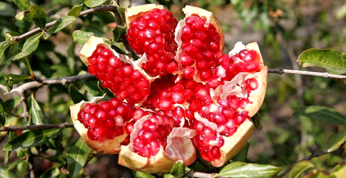 Collection de Grenades et d'agrumes