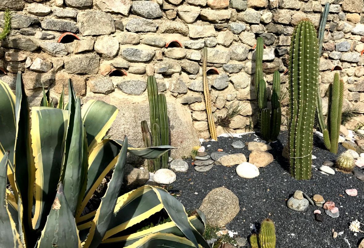 Collection de cactus cierges