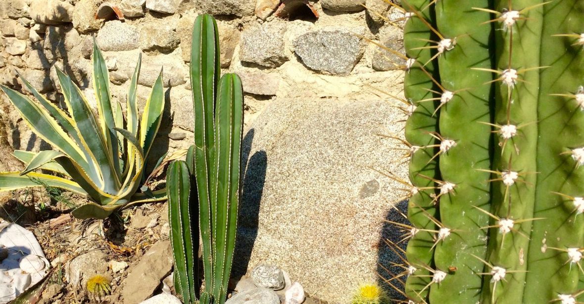 Collection de cactus cierges