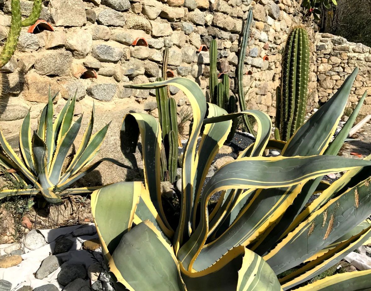 Jardin de Cactus du Sud - Casa ilicia