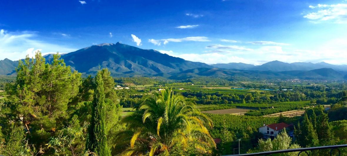 jardin agrumes et de cactus
