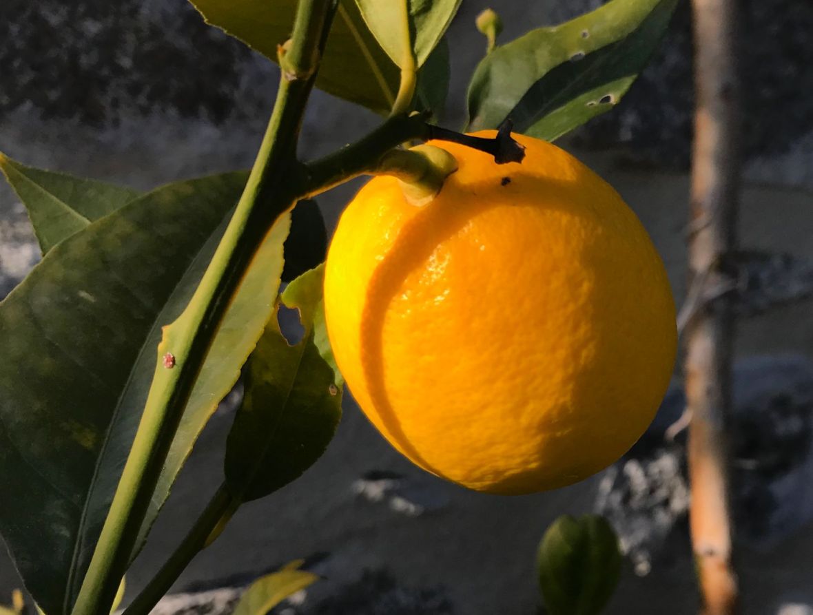 production agrumes meyer