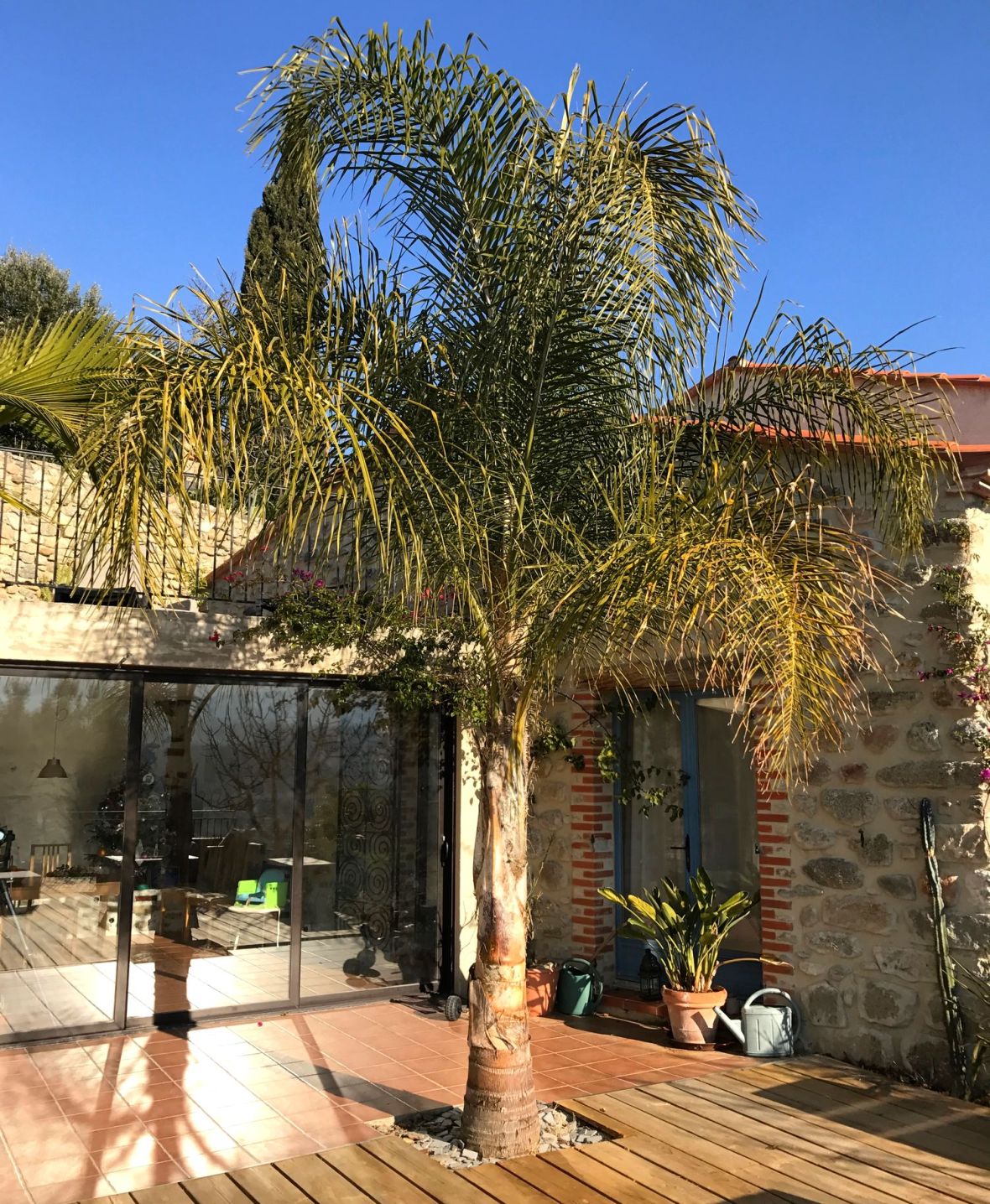 Syagrus - cocotier plumeux