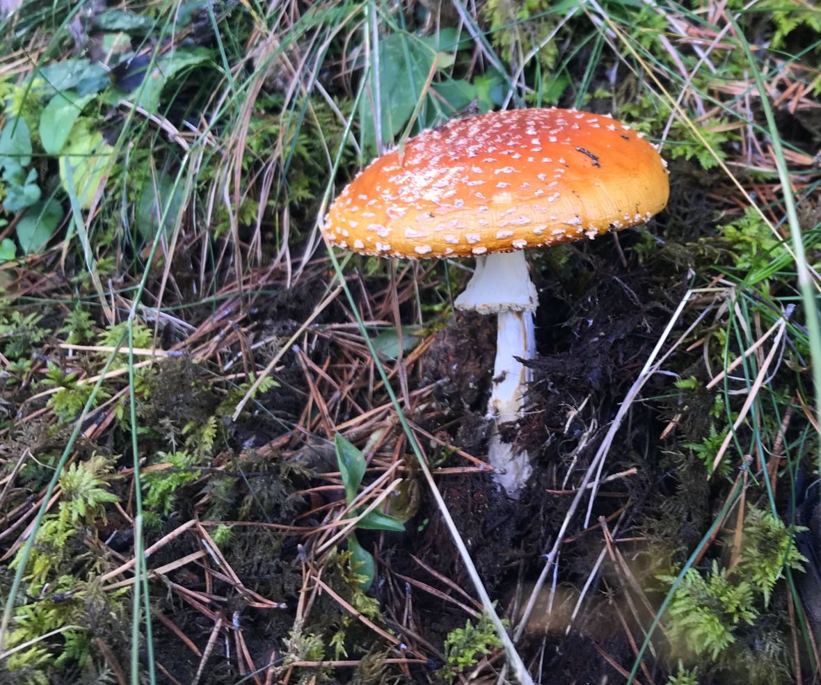 canavailles sentier randonnee