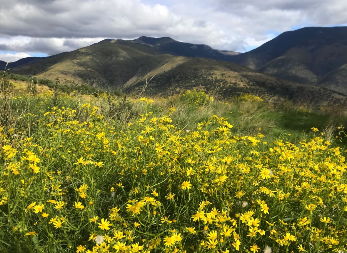senecon du cap madres