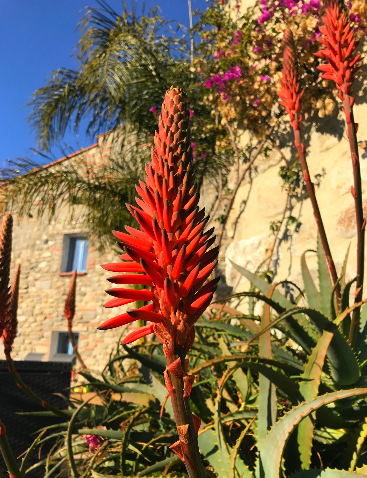 jardin de cactus à EUS 66