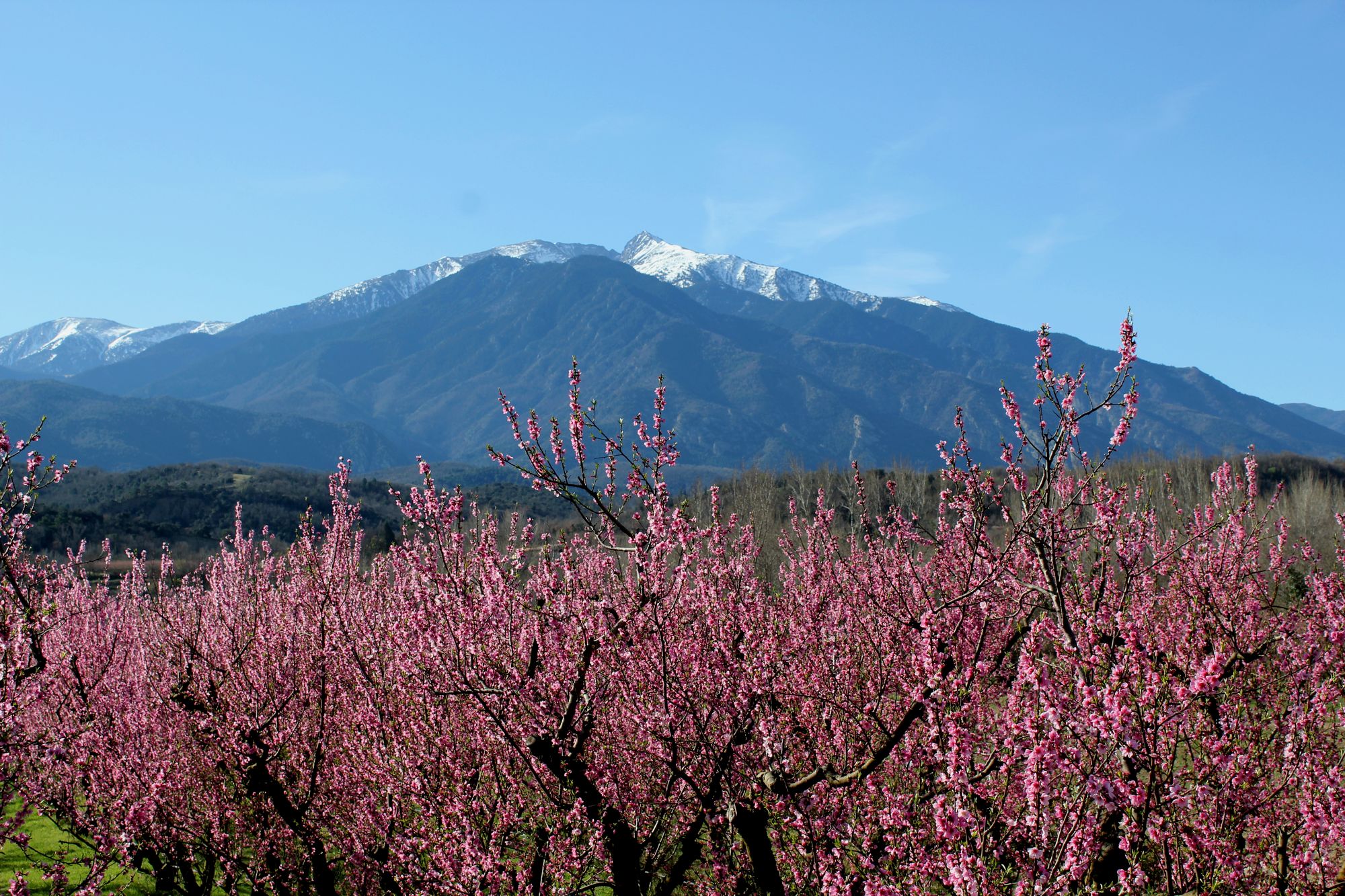 Canigou perchers en fleur rose 66