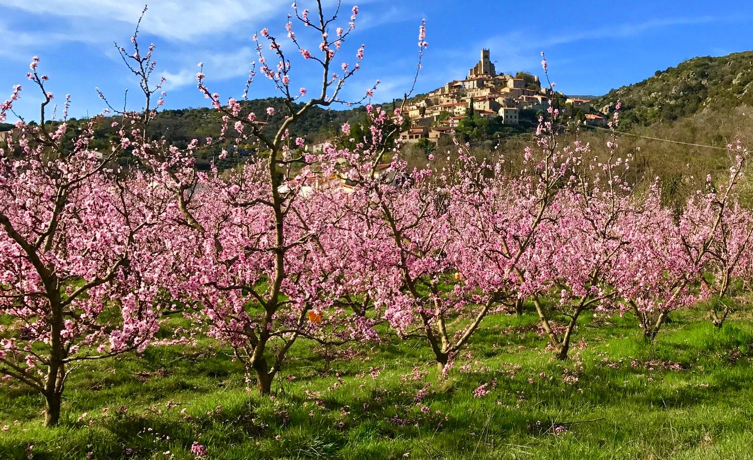 pink blooming flower south france