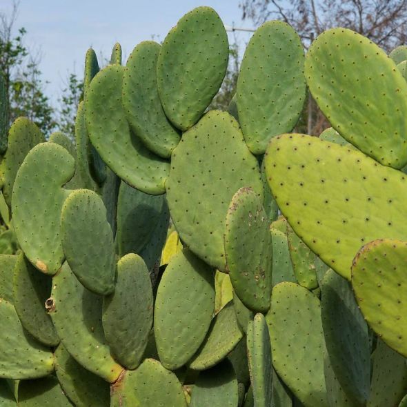 nopal jus de cactus