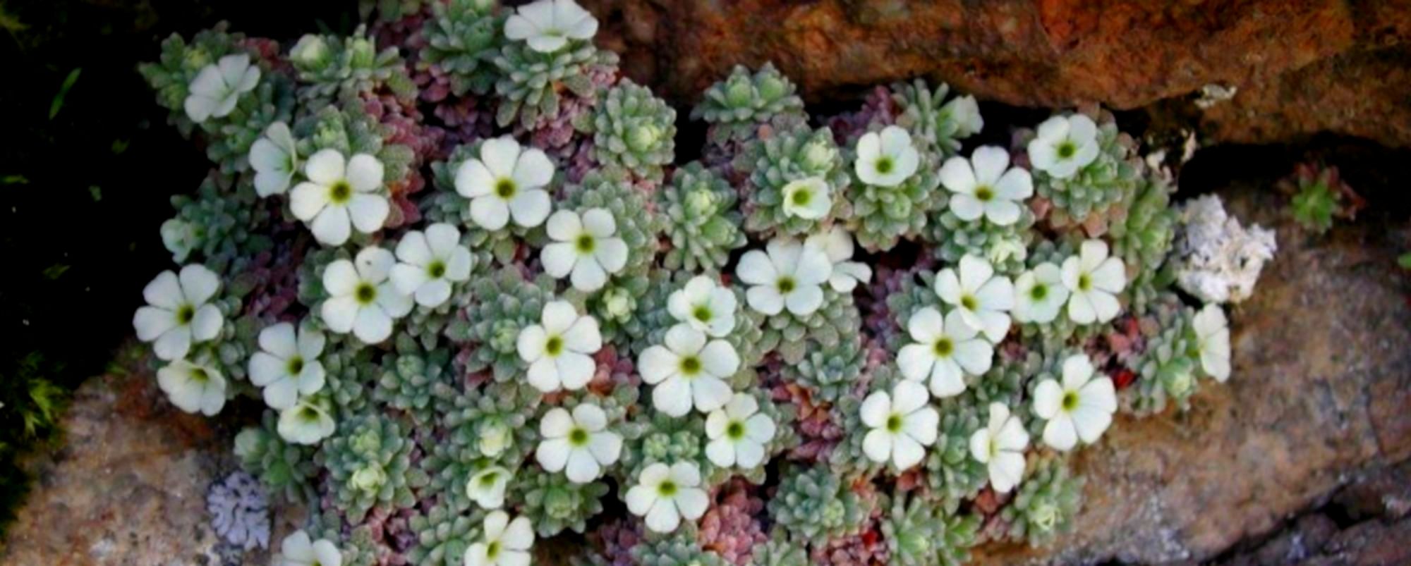 Androsace de Vandel Nyer fleur protégée