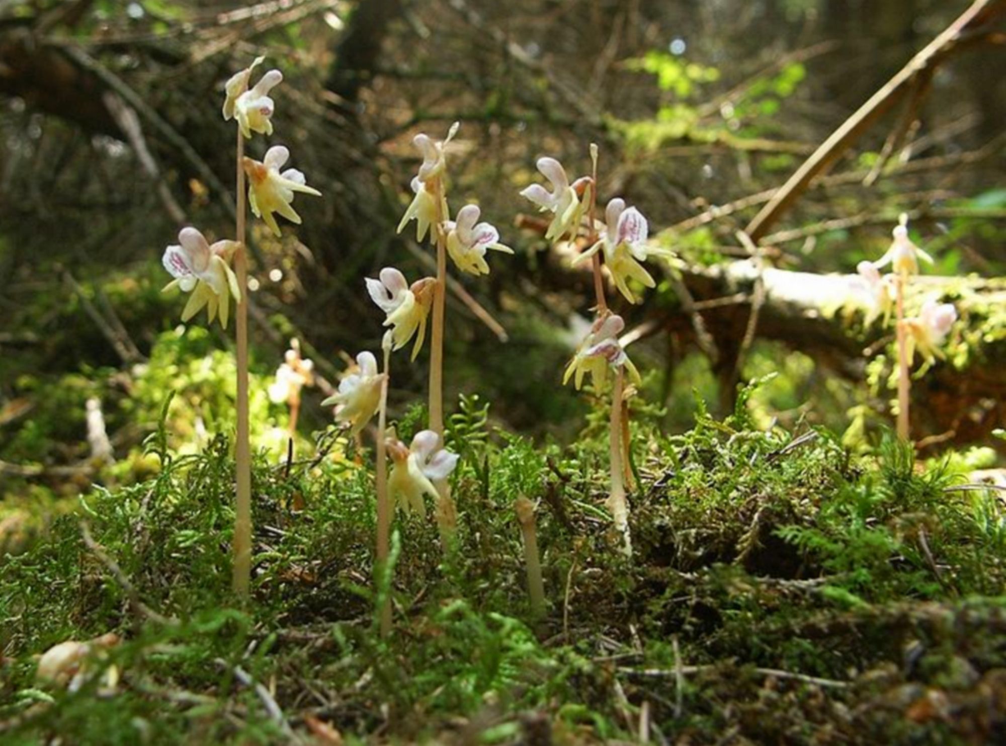 Epigogon sans feuille reserve nyer Epipogium aphyllum
