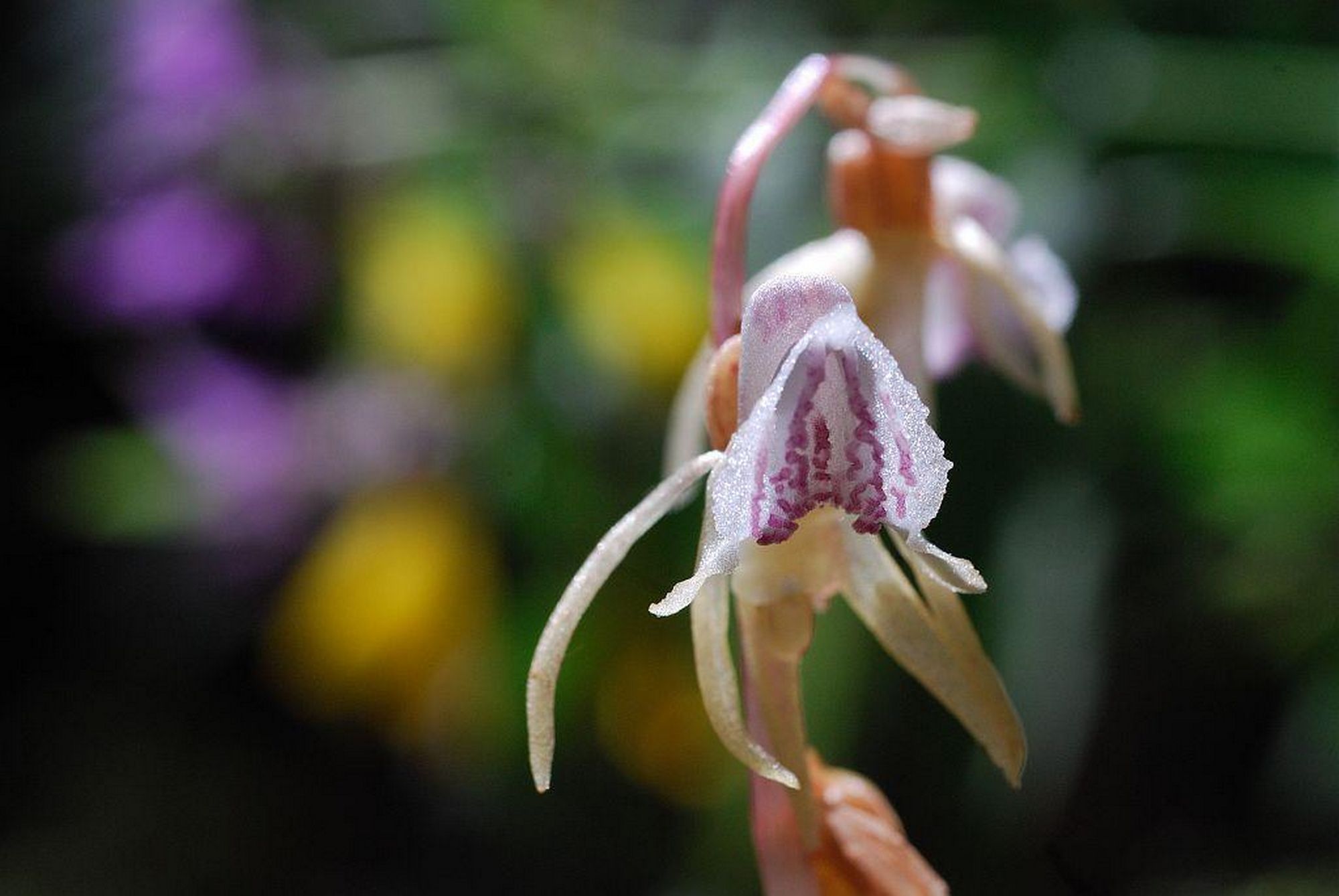epigogon sans feuilles de Nyer