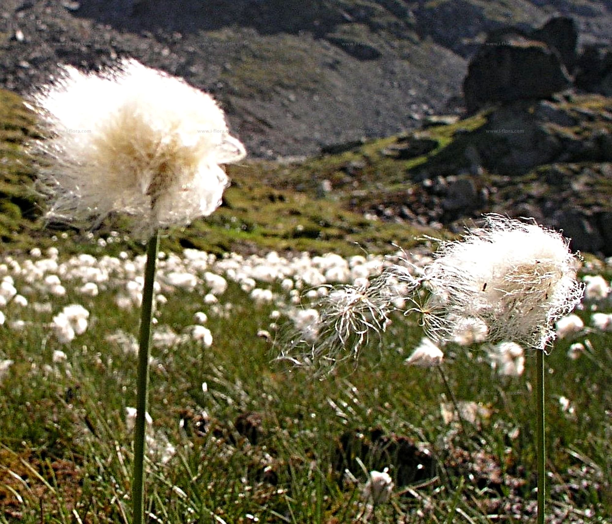  Eriophorum ou linaigrette herbe à jonc ou herbe à coton