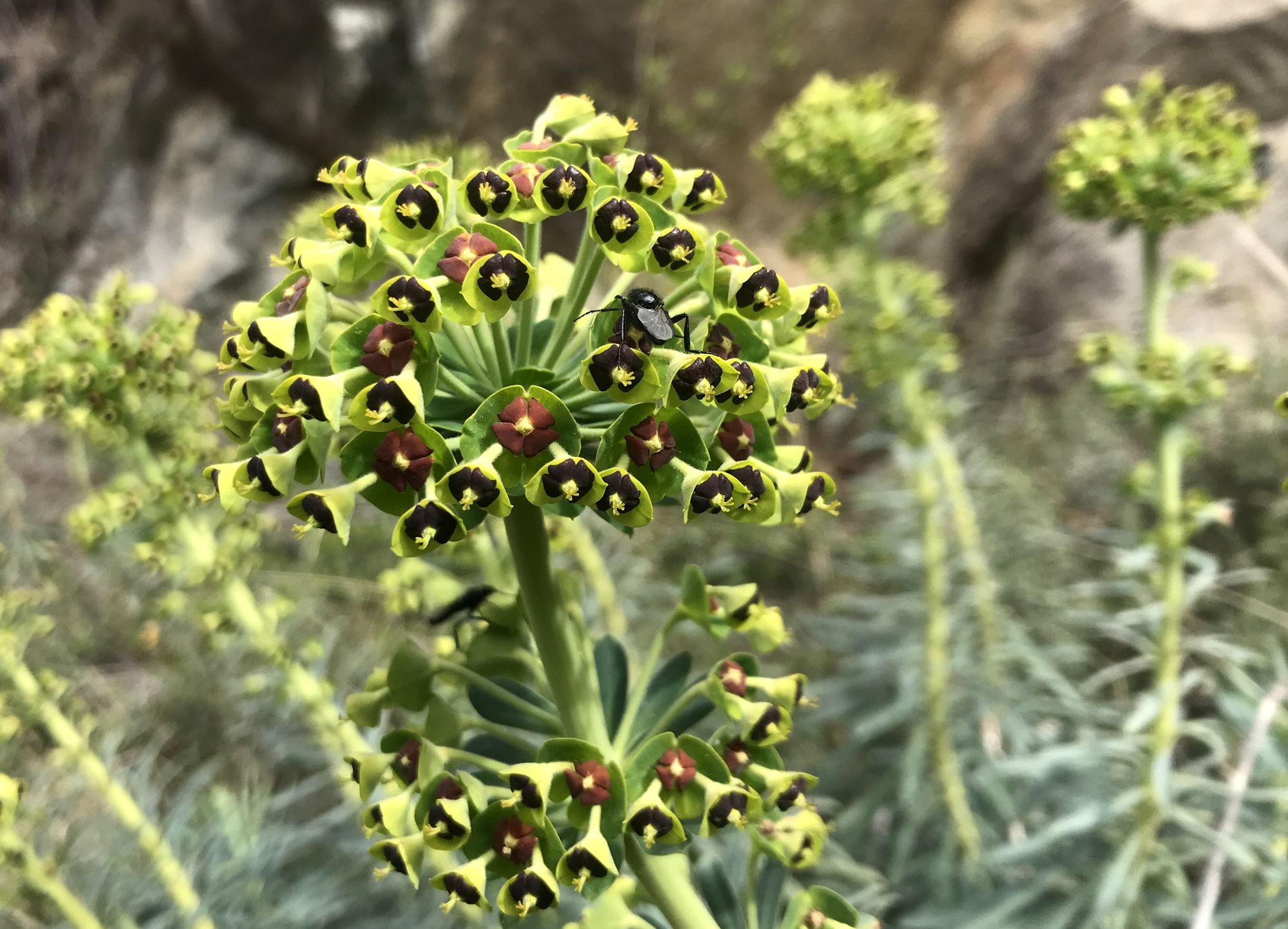 euphorbe sauvage pyrenees