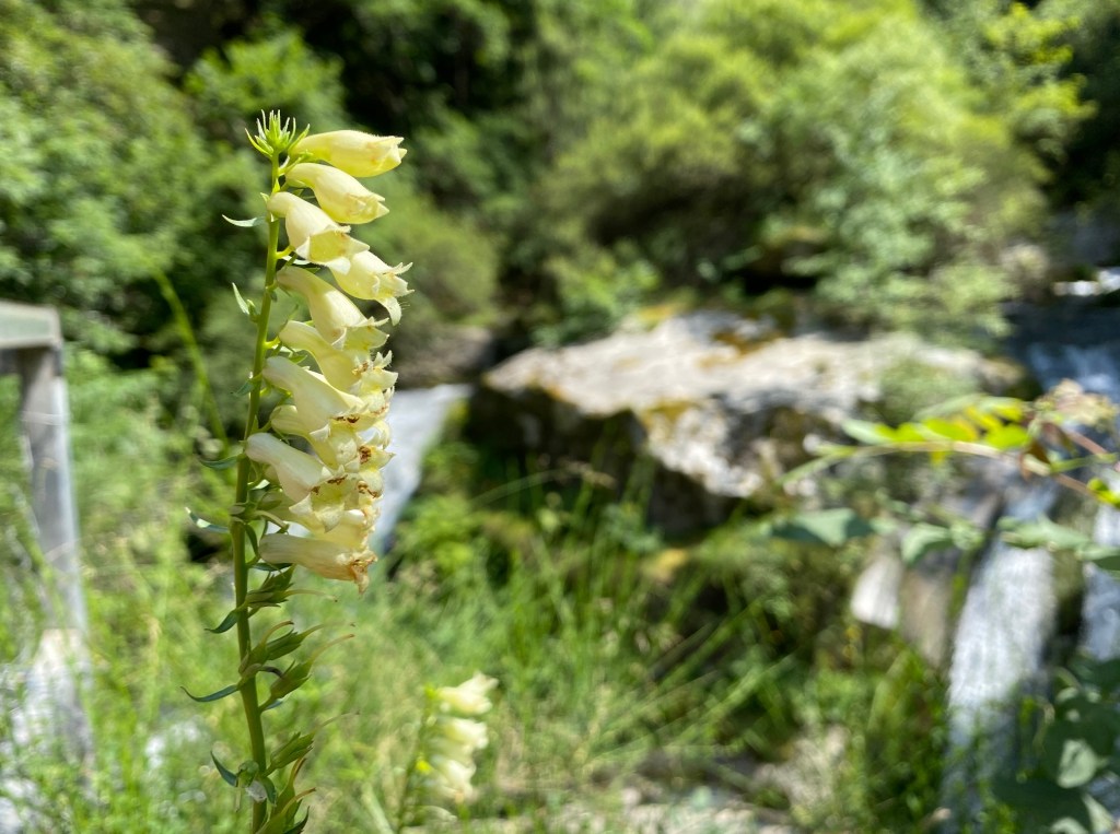 flore des pyrénes canigou