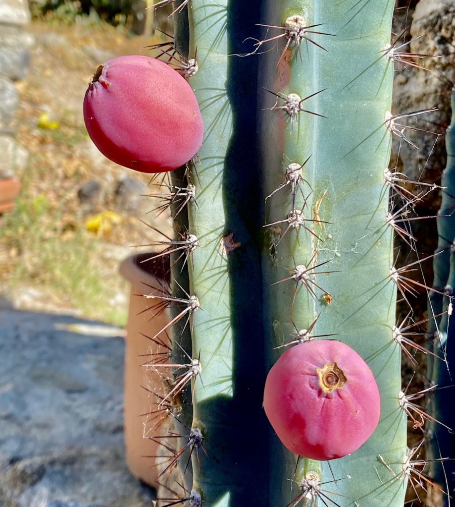 fruit de cactus pitaya dragon fruit bais de cacuts
