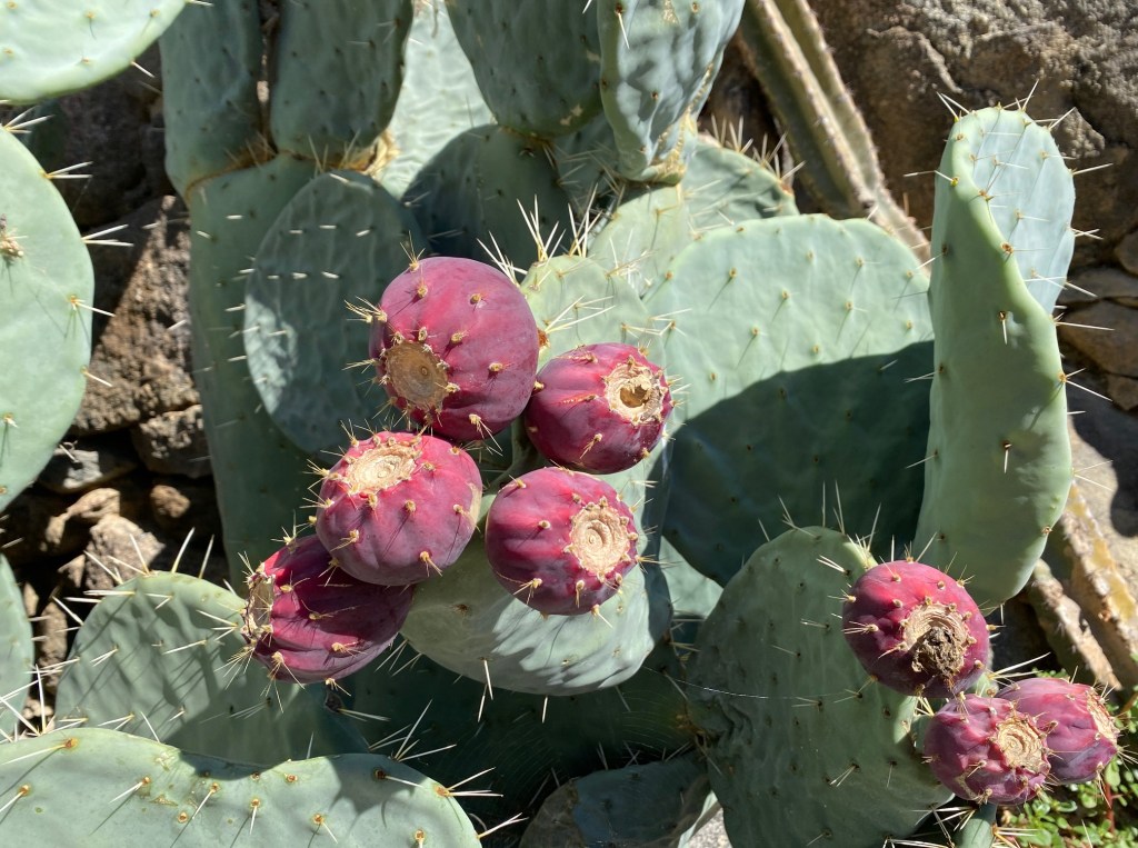 figue de barbarie opuntia ficus indica comestible robusta
