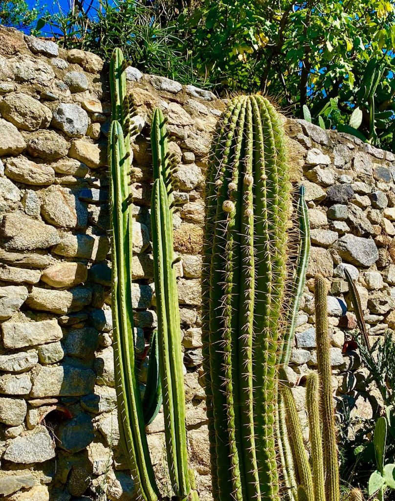 jardin de cactus cierge jardin exotique mediterraneen 66
