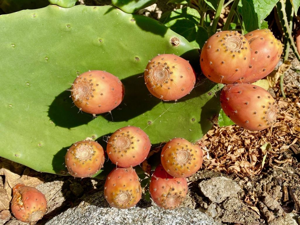 figue de barbarie opuntia ficus indica comestible chumbo tuna nopal