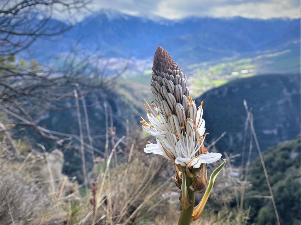 asphodele blanc liliacée pyrenees sauvage Asphodelus albus famille des Liliaceae