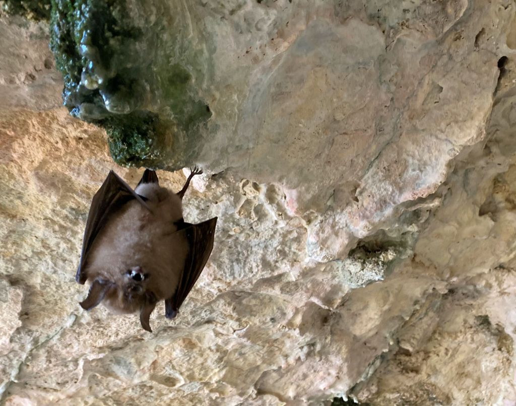chauve souris endémique pyrenees orientales