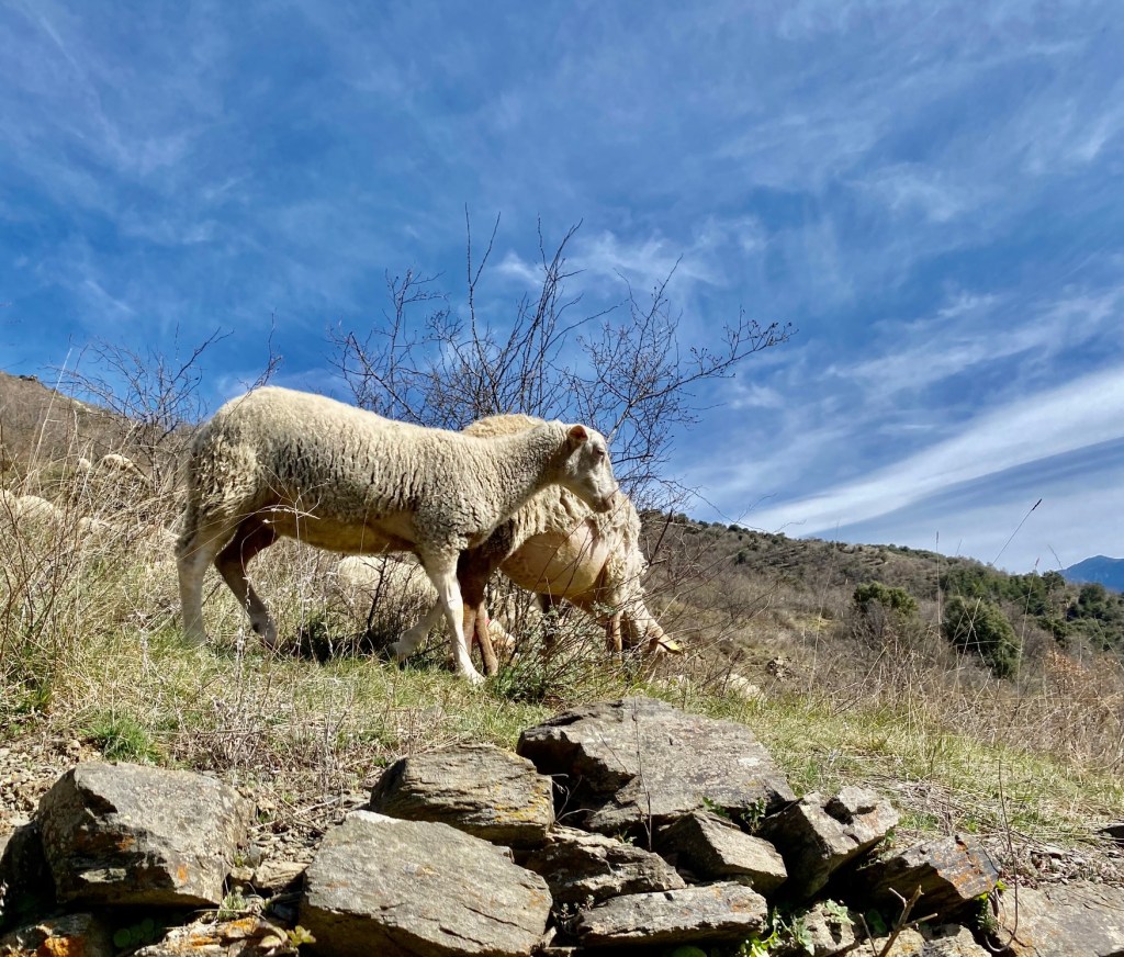pastoralisme brebis pyrenees tome fromagerie evol chevre olette