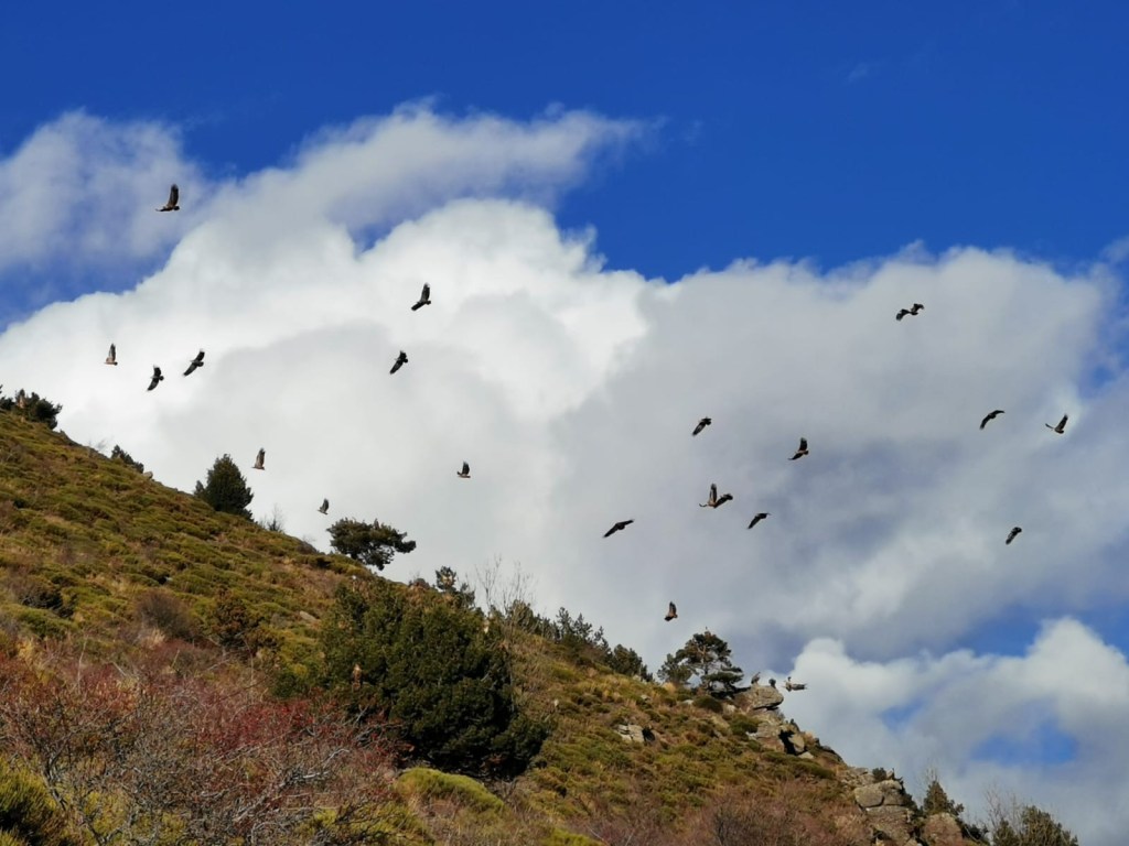 30 vautours fauves ! pyrénées jujols canaveilles