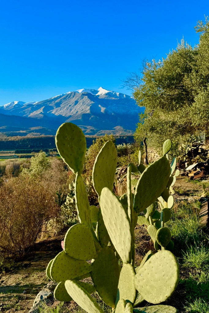 le jardin de cactus a us produit du nopal frais pour les tortues bio organique