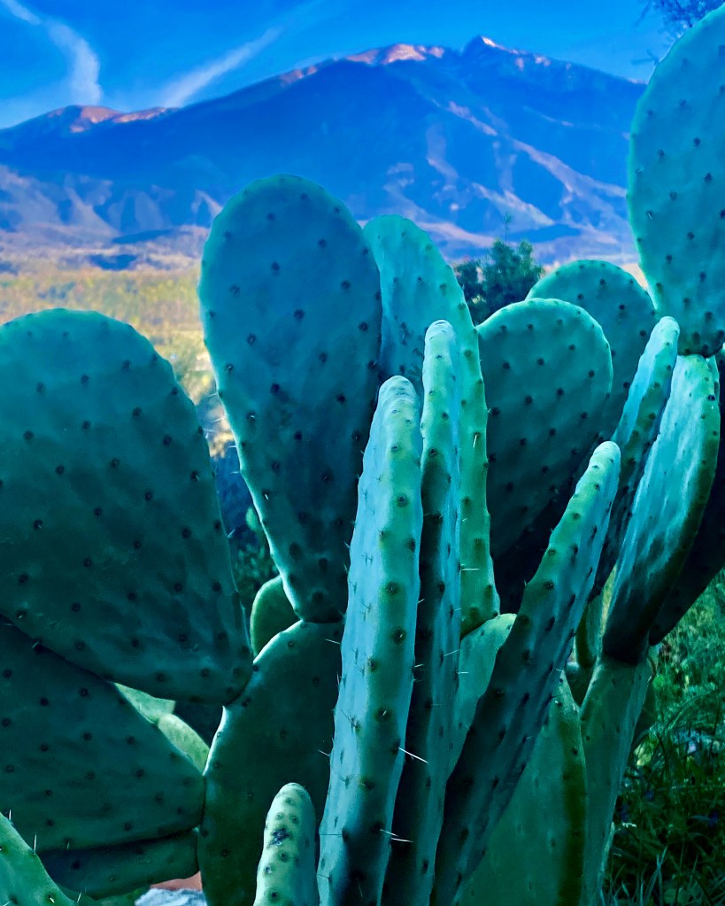 nopal bio produit sud de france pepiniere garden jardin de cactus