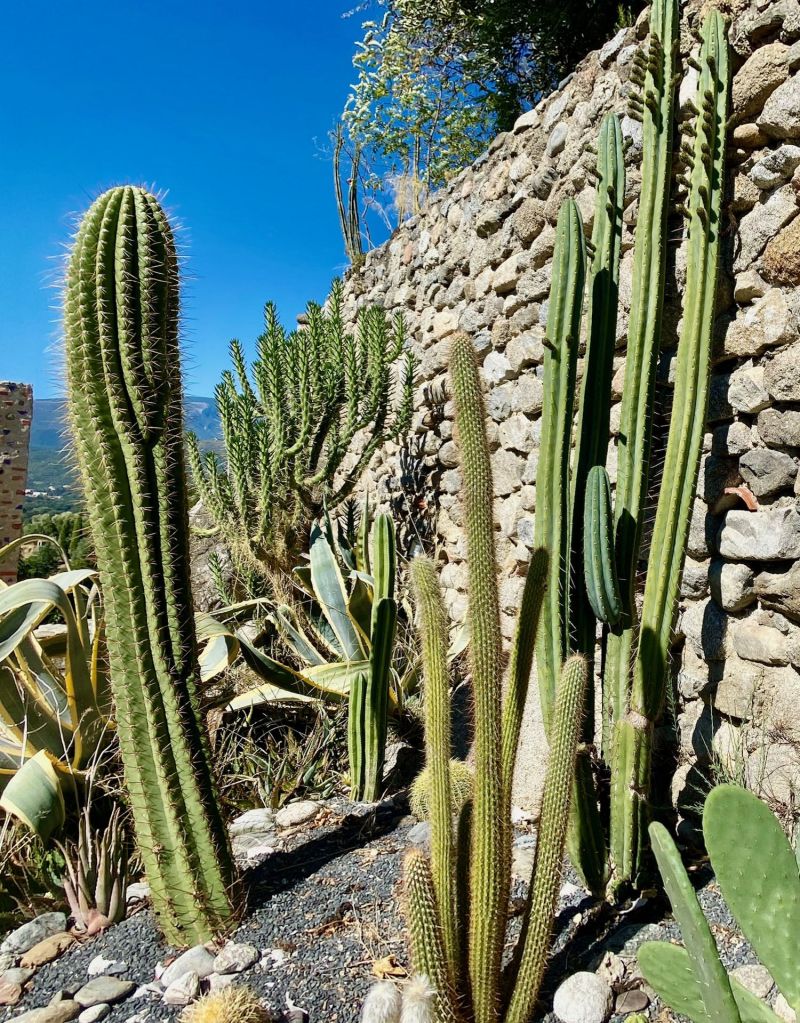 le petit jrdin de cactus eus botanique